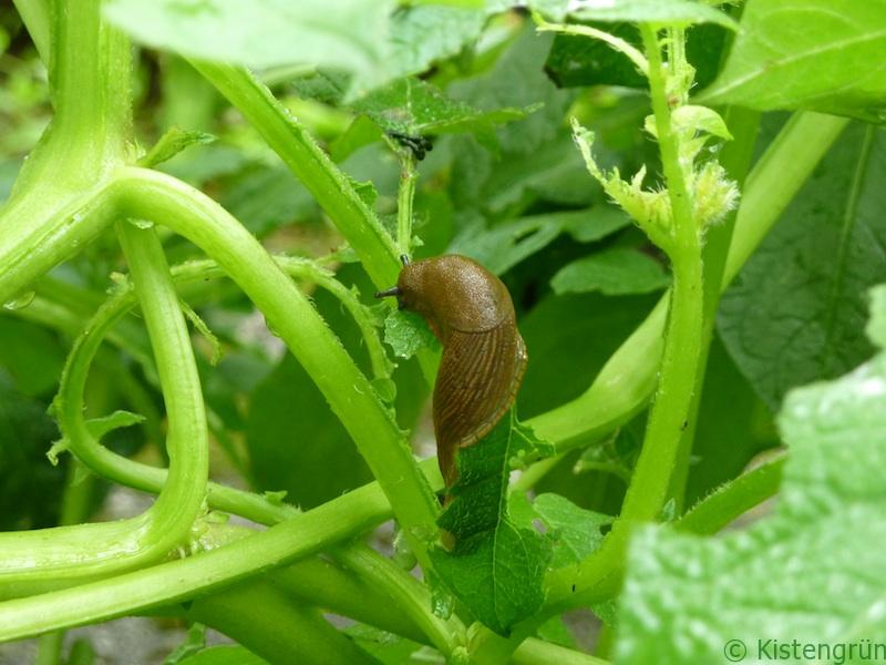 Nacktschnecke in Kartoffel