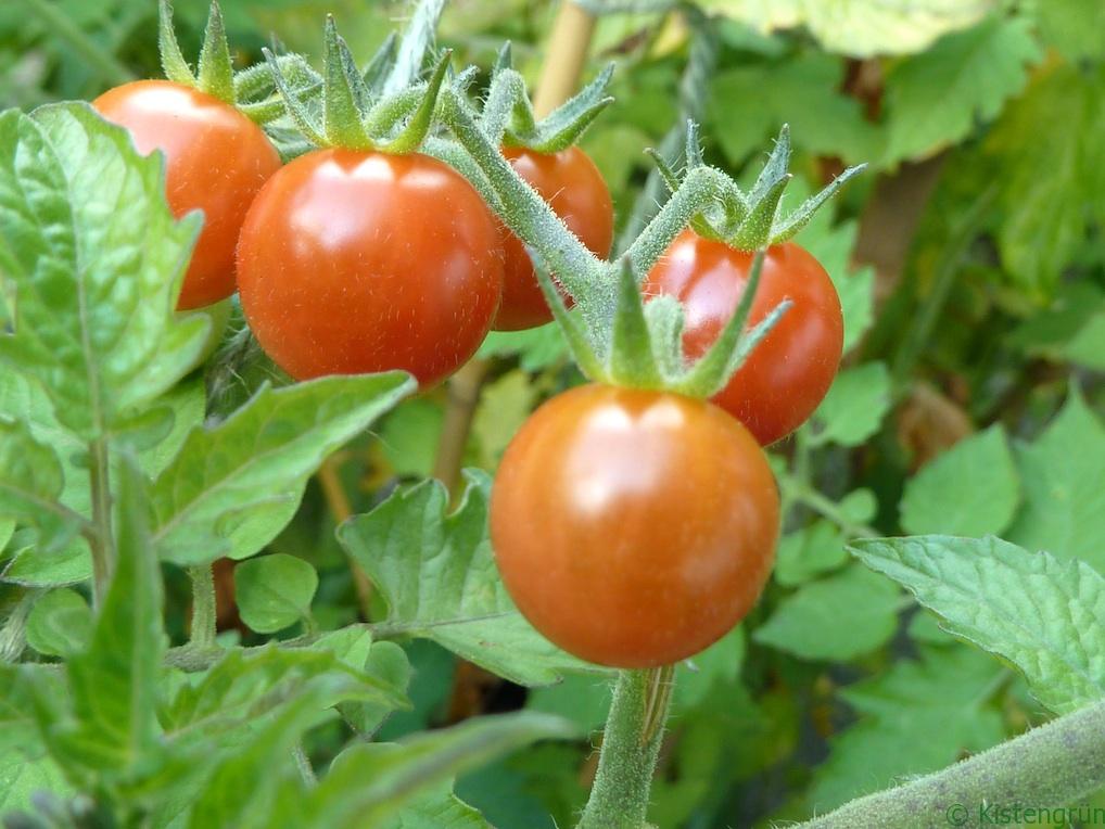 Klein, rot und tomatig-süß: Rote Murmel.