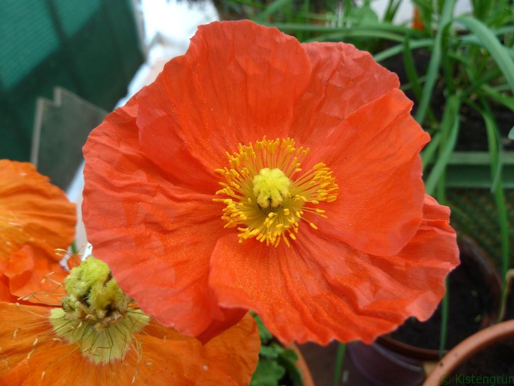 Orangenefarbene Blüten des Islandmohn