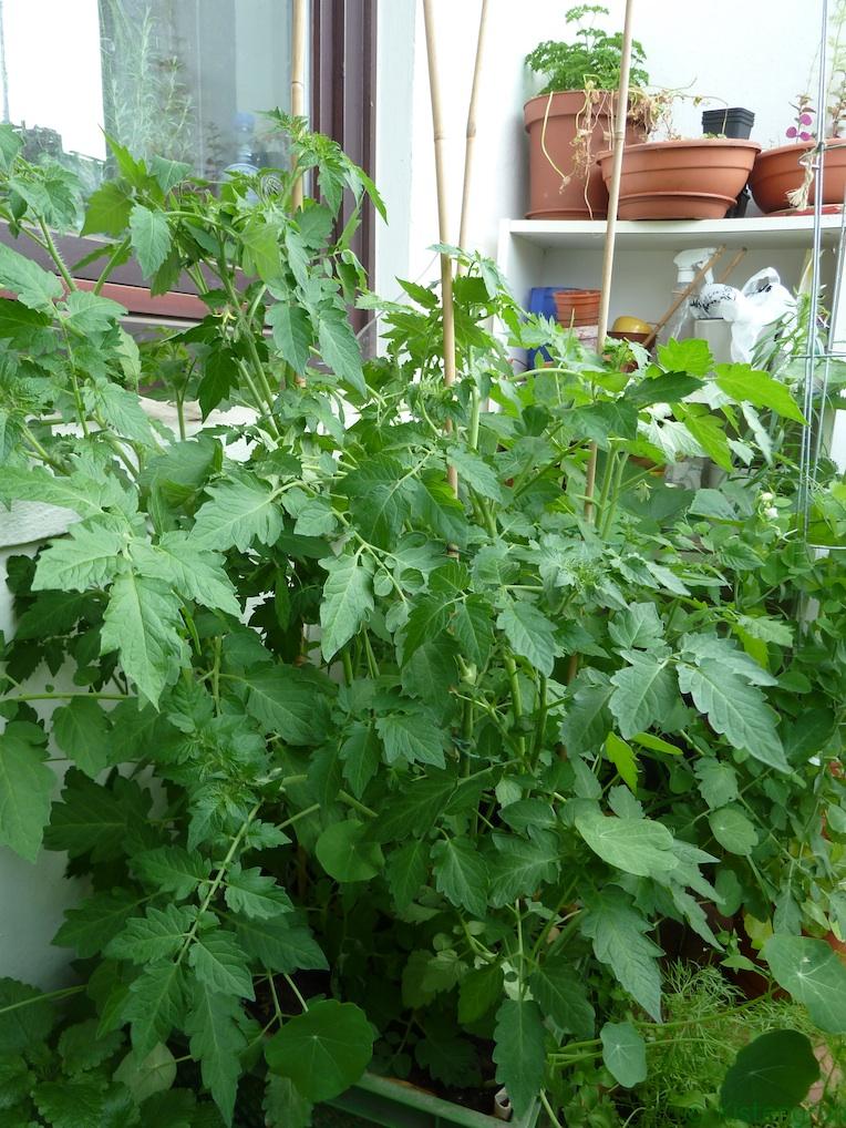 Tomatenpflanzenwachsen buschig auf einem Balkon