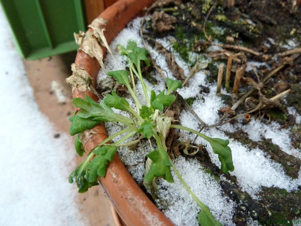 Islandmohn im Schnee - Bauernregeln