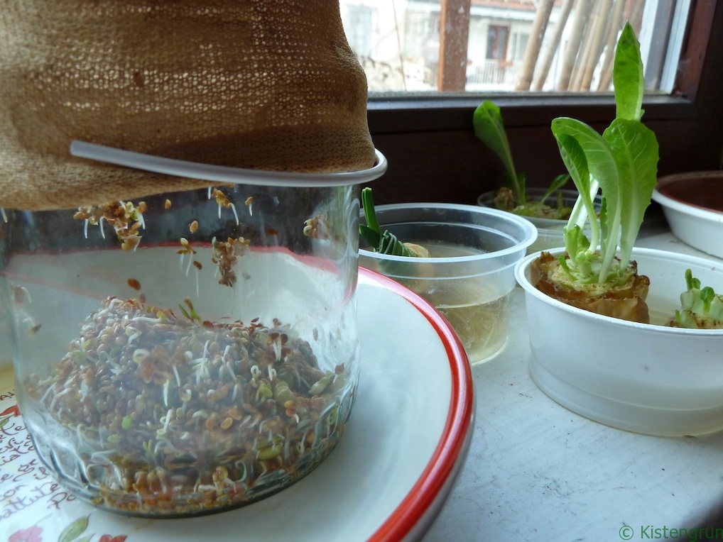 Auf der Fensterbank: Ein Glas mit Sprossen und Salate