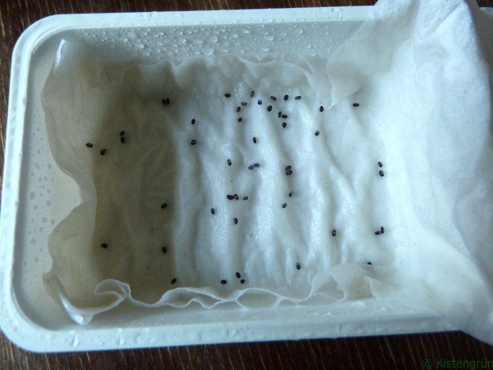 Keimprobe: Ein paar Samen auf einem angefeuchteten Tuch in einer Schale, um die Keimfähigkeit zu prüfen.