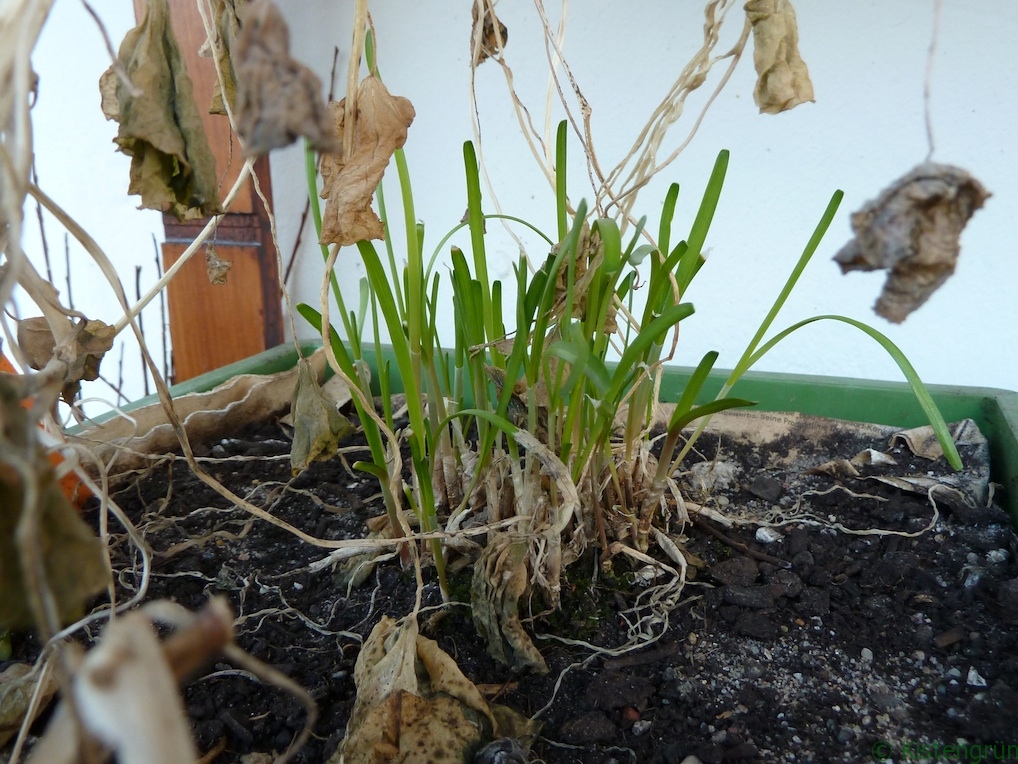 Der Schnittknoblauch treibt aus. Um ihn herum: vertrocknete Blätter der Kapuzinerkresse 