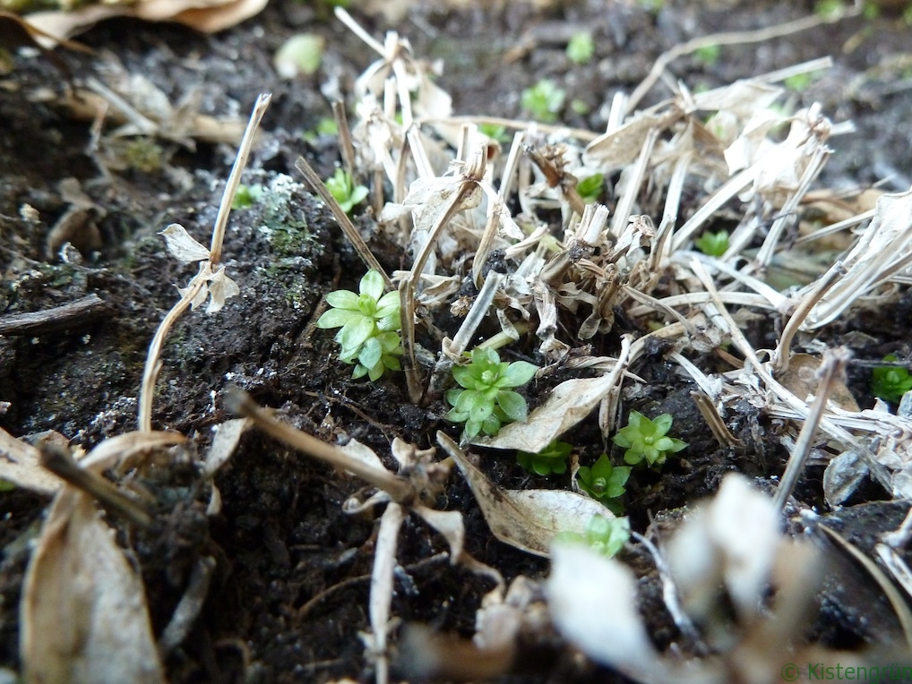 Nach dem Winter treibt der Waldmeister wieder neu aus