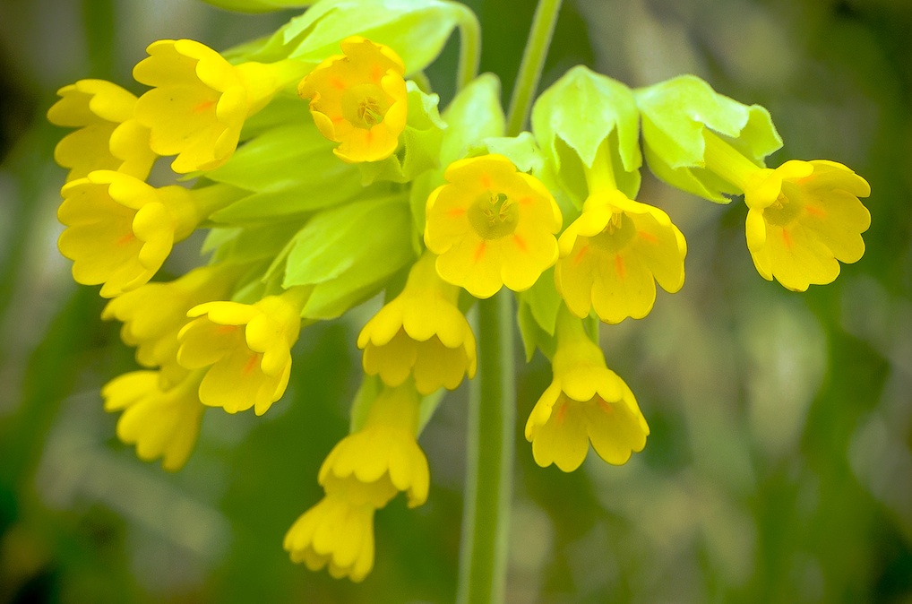 Wiesen-Schlüsselblume