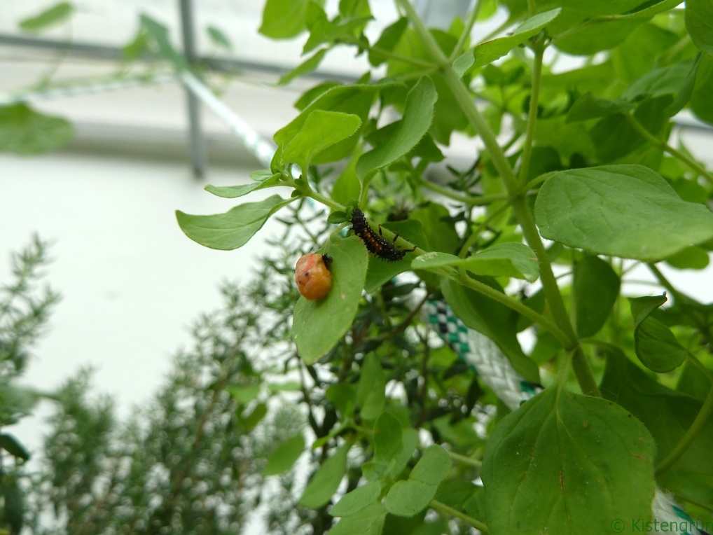 Larve und Puppe von Marienkäfern auf einem Oregano im Balkongarten Kistengrün.