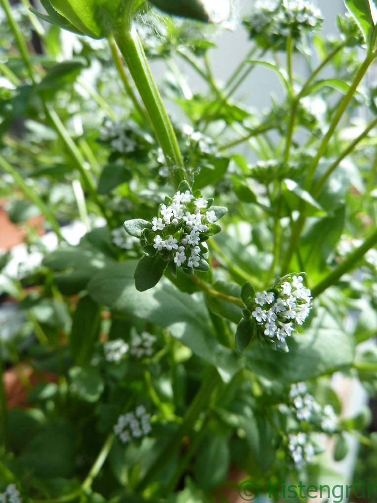 Die weißen Blüten des Feldsalat 