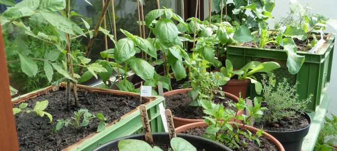 Auf gute Nachbarschaft! Mischkultur im Balkongarten Auf gute Nachbarschaft! Mischkultur im Balkongarten