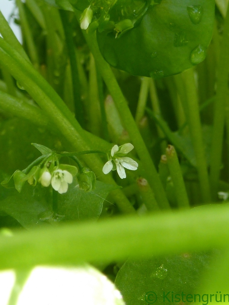 Weiße Blüten des Winterportulaks