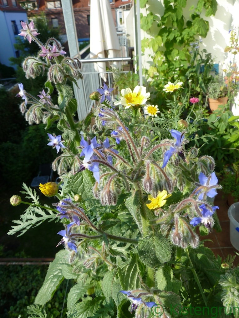 Essbare Blüten im Balkongarten.