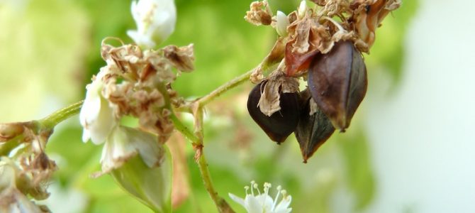 Von Blüten und Früchten Von Blüten und Früchten