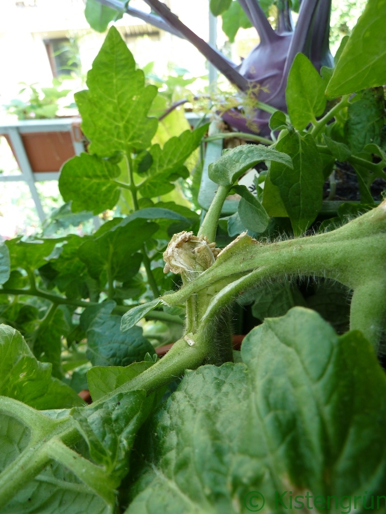 Der Haupttrieb einer Tomate ist abgebrochen.