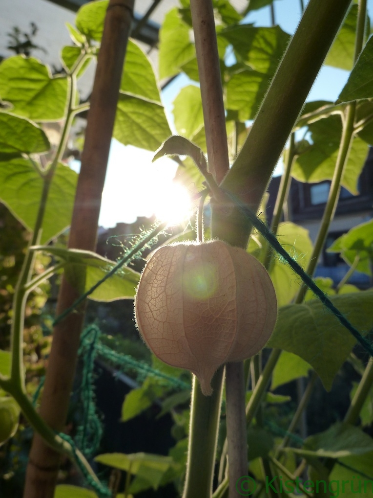 physalis_abendsonne_frucht_ckistengruen