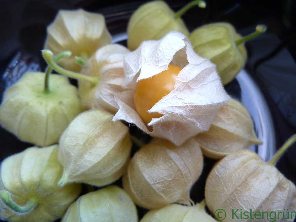 physalis_ernte_ckistengruen