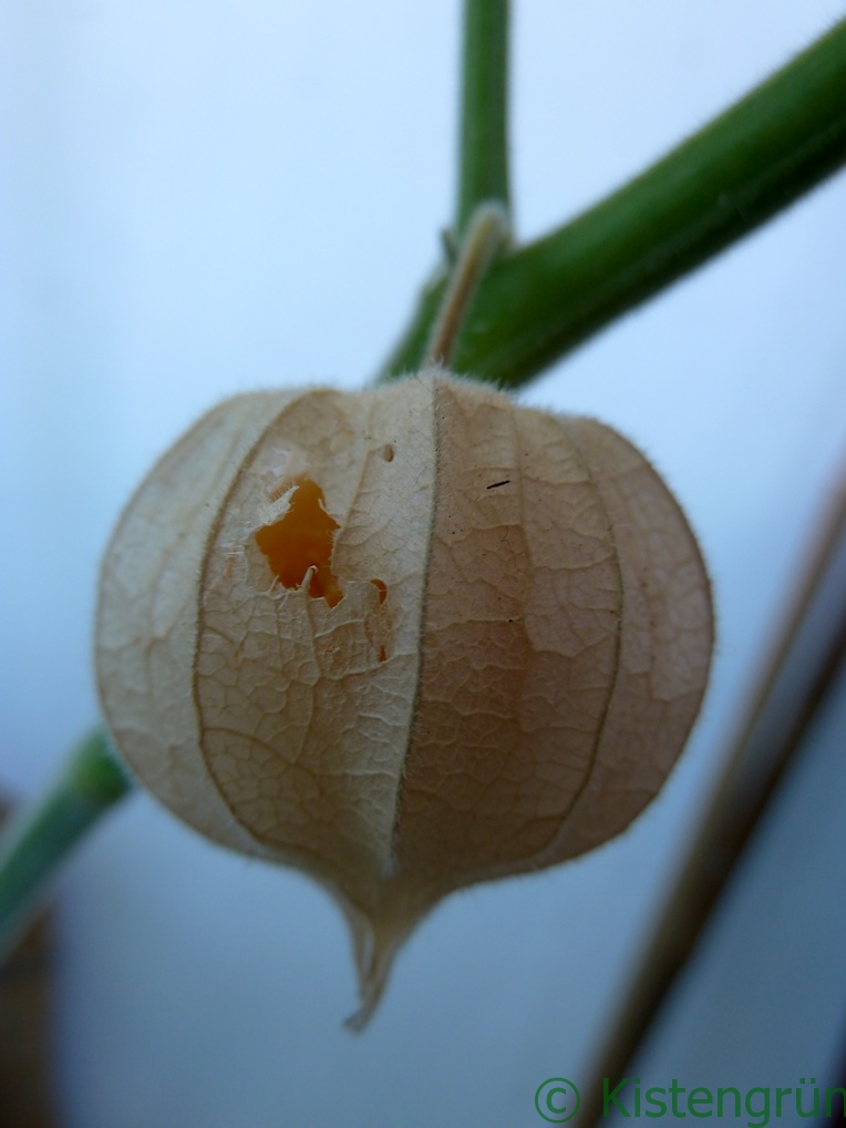 physalis_frucht_angeknabbert_ckistengruen