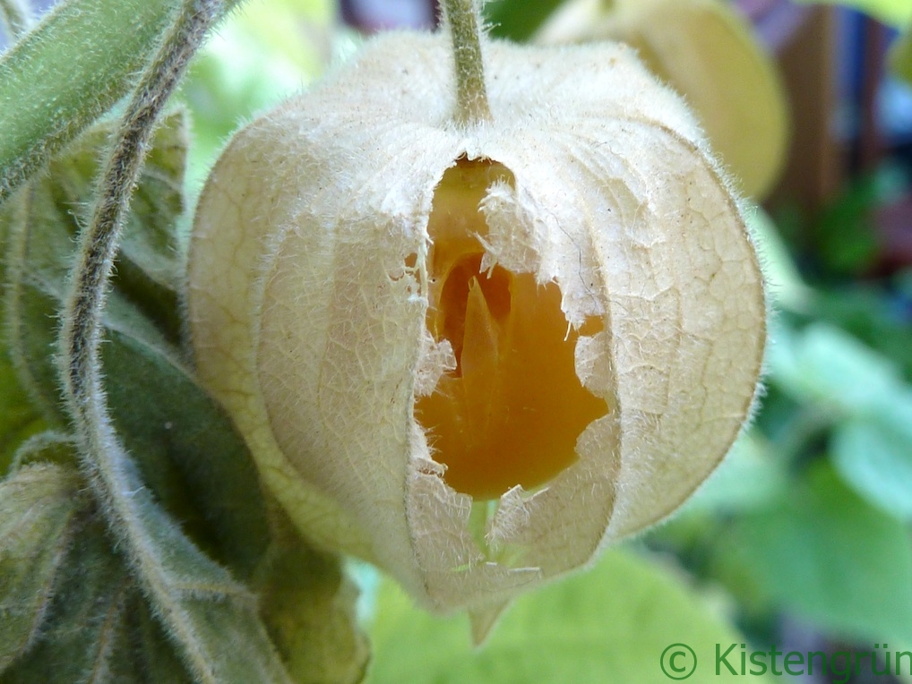 physalis_frucht_angepickt_ckistengruen