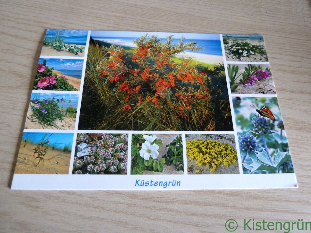 Auf einer hellenTischplatte liegt eine Postkarte. Darauf sind Küstenpflanzen abgebildet, der Titel: Küstengrün.
