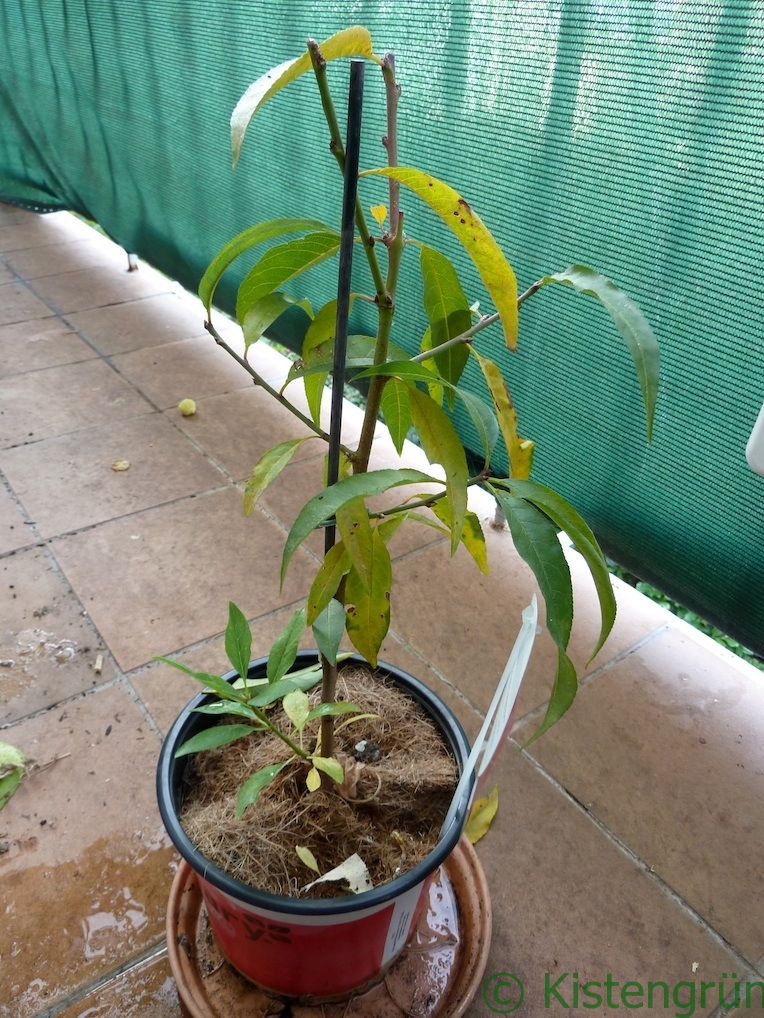 Naschobst vom Balkon: Mein Pfirsichbaum soll im kommenden Jahr schon Früchte tragen. :-)