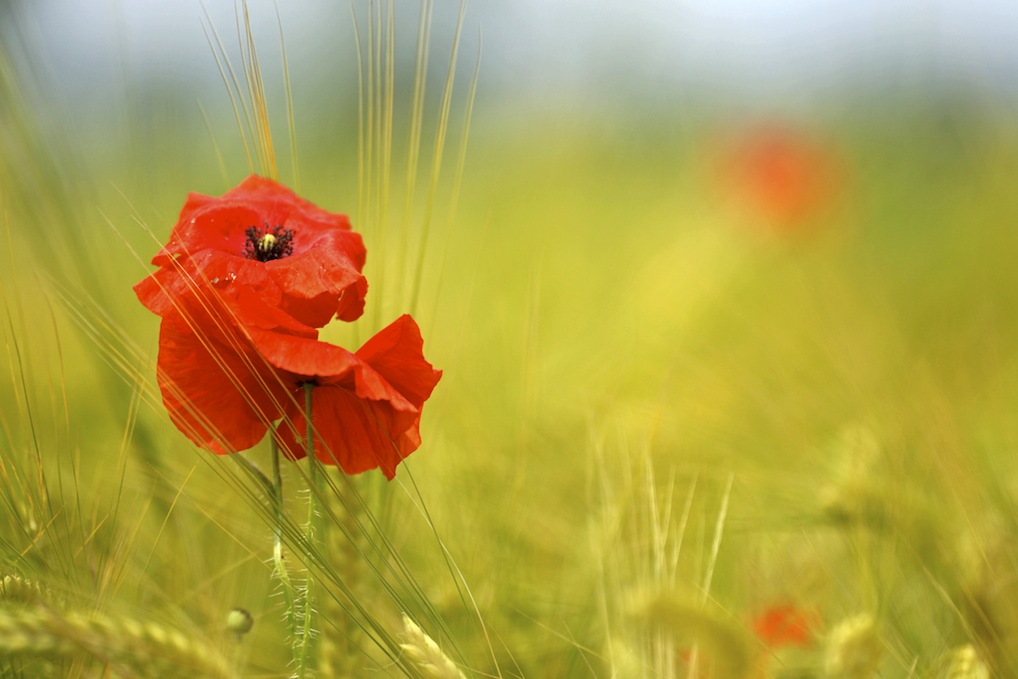 KLatschmohn im Kornfeld