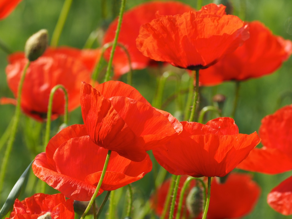 Rote Klatschmophnblüten im grünen Feld