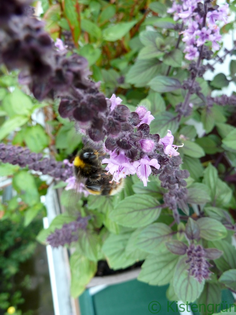 eine Biene nascht Nektar an der violetten Blüte des Strauchbasilikum