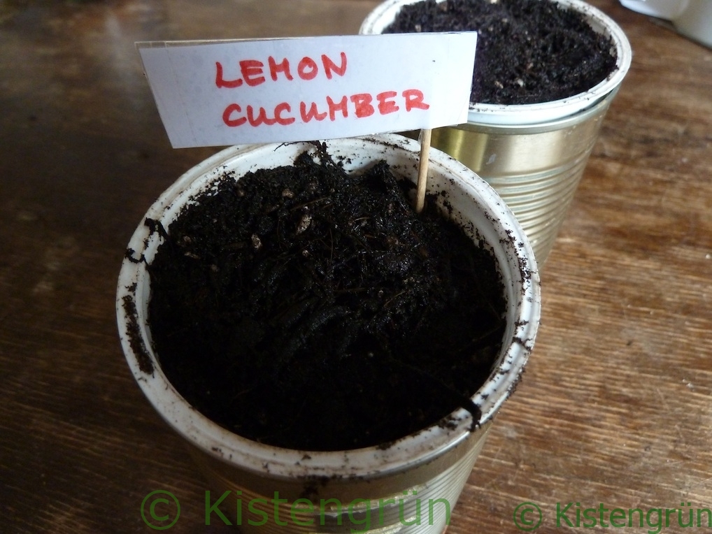 Zwei Konservendosen, mit Erde gefüllt und einem Schild auf dem Lemon Cucumber in roten Großbuchstaben steht.