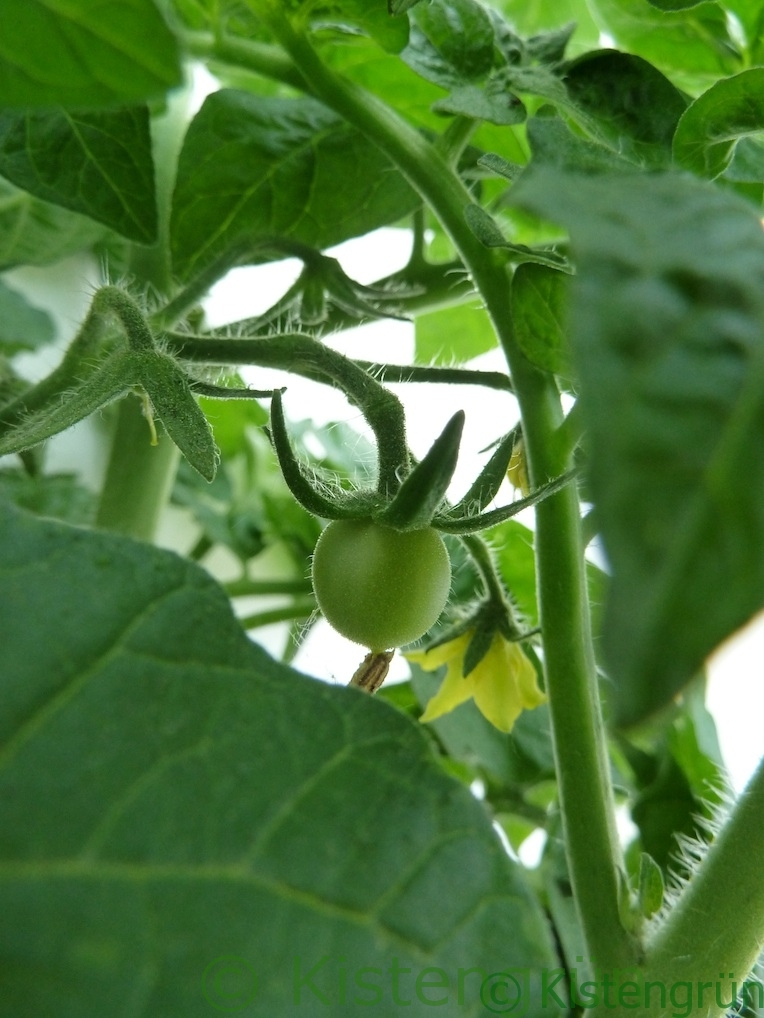 Eine lkleine grüne Tomaten une eine Tomatenblüte