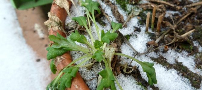 Eisheilige: Warum die Kalte Sophie im Garten „alles hie“ macht Eisheilige: Warum die Kalte Sophie im Garten „alles hie“ macht