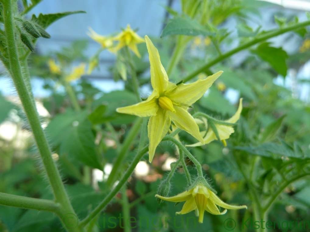 Blühende Tomatenblüten