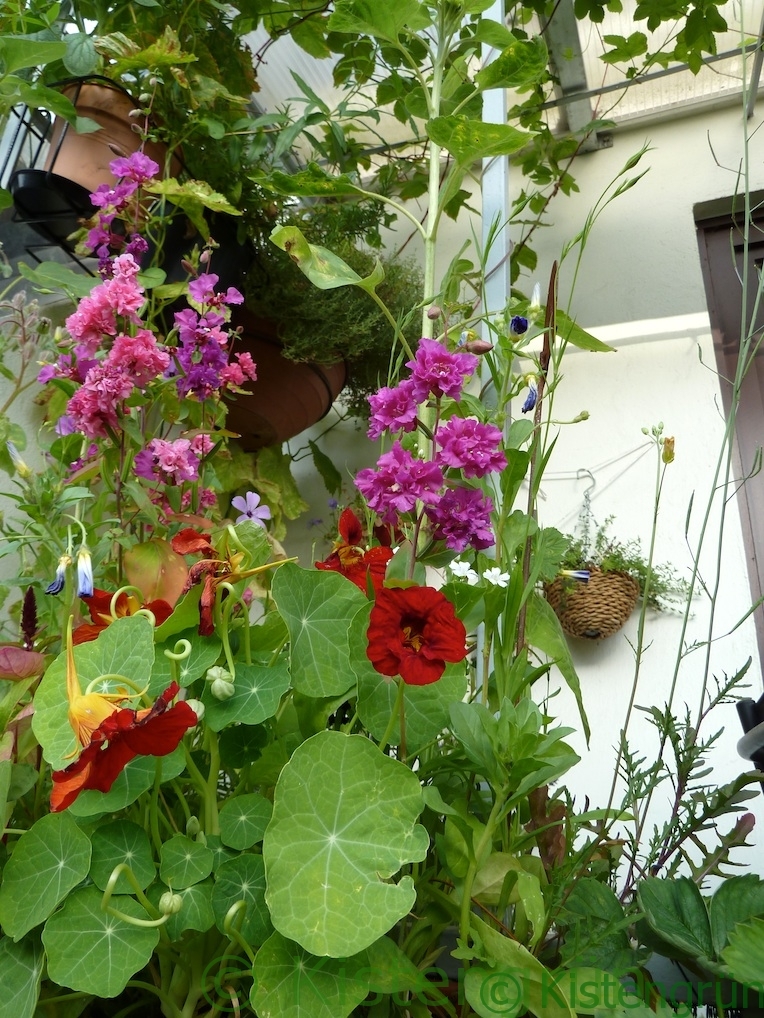 ein Blumenkasten mit vielen blühenden Blumen auf dem Balkon