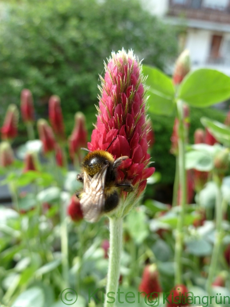 eine hummel trinkt nektar an der roten blüte des Inkarnat-klee