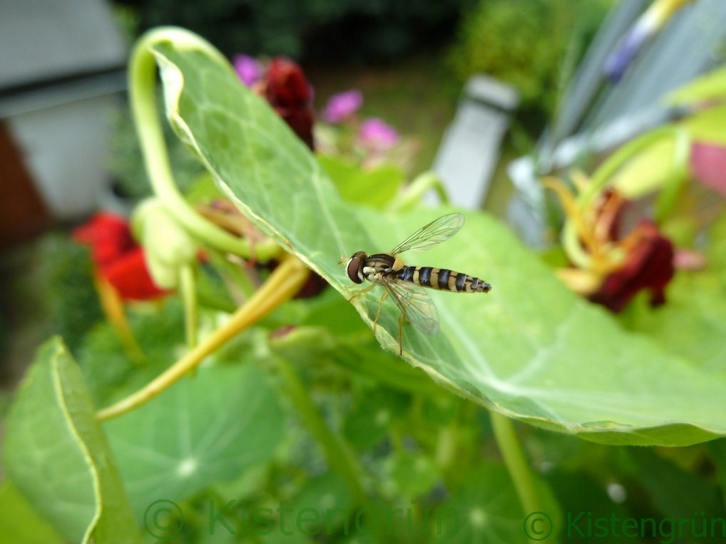 Schwebfliege auf Kapuzinerblatt