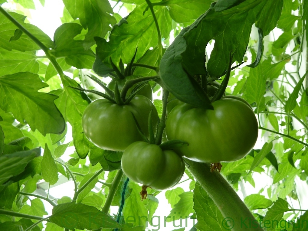 Grüne Früchte der Tomatensorte Berner Rose