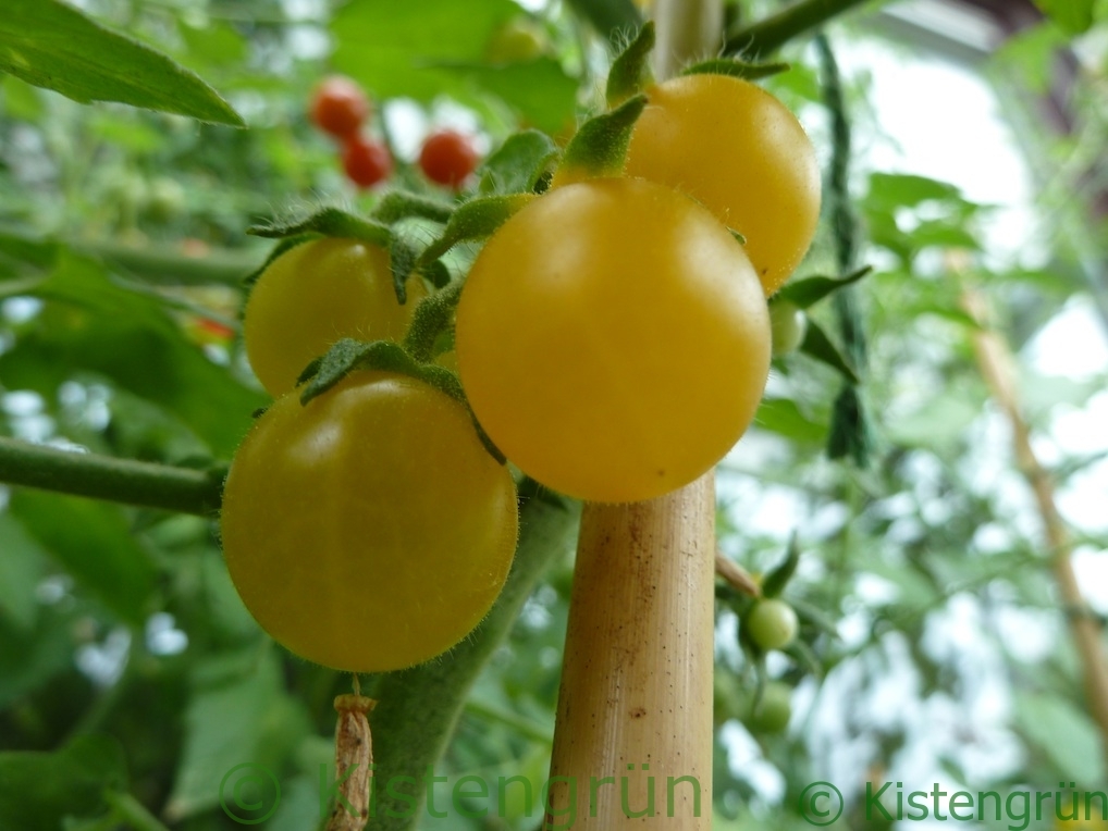 Die orangenen Früchte der Golden Currant Tomate