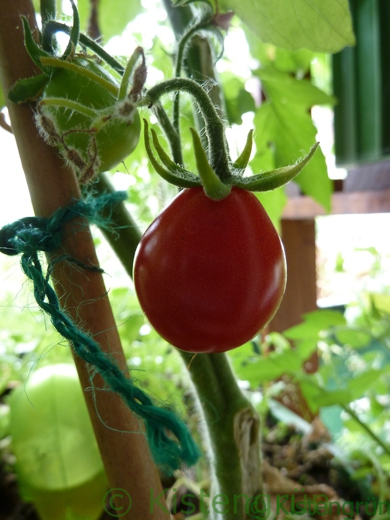 Die rote Frucht der Tomatensorte Sibirisches Birnchen