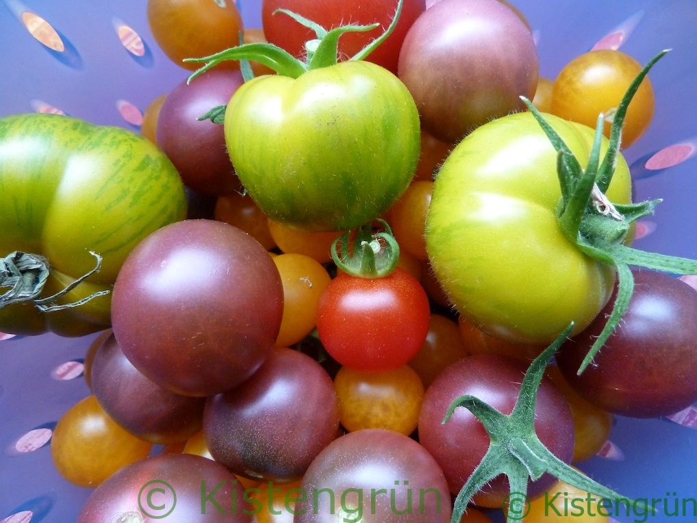 Verschiedene Tomatensorten in einem blauen Sieb
