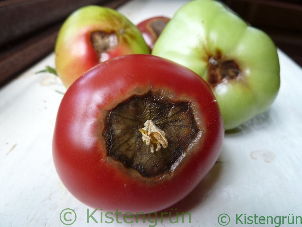 Fleischtomaten mit Blütenendfäule