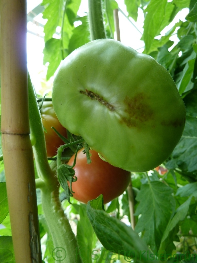 Fleischtomaten mit Anzeichen von Blütenendfäule