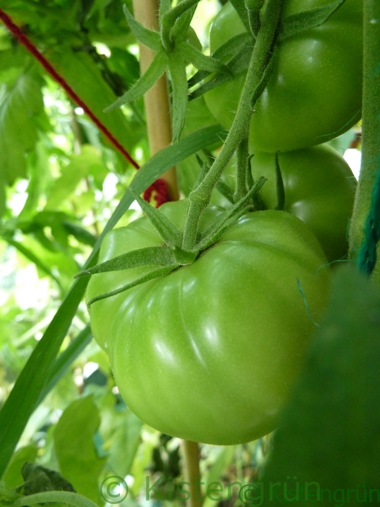 Grüne Tomaten der Sorte Berner Rose