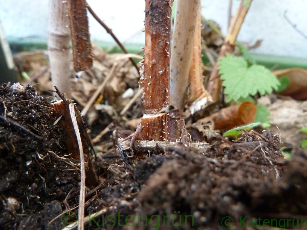 Hopfen-Schnitt