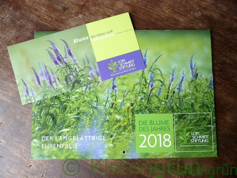 Kalender und Grußpostkarte mit der Blume des Jahres 2018: Langblättriger Ehrenpreis