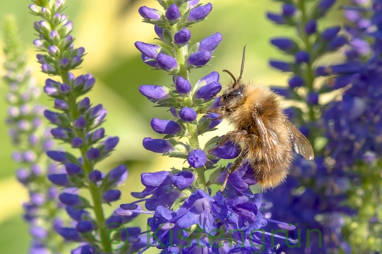 Biene an der Blüte des Langblättrigen Ehrenpreis