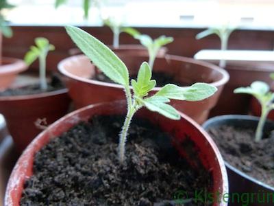 Jungpflanze Tomate im Blumentopf