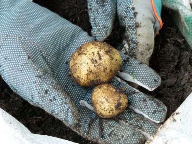 Kartoffeln auf dem Balkon anbauen: Tipps zu Anbau, Pflege und Ernte