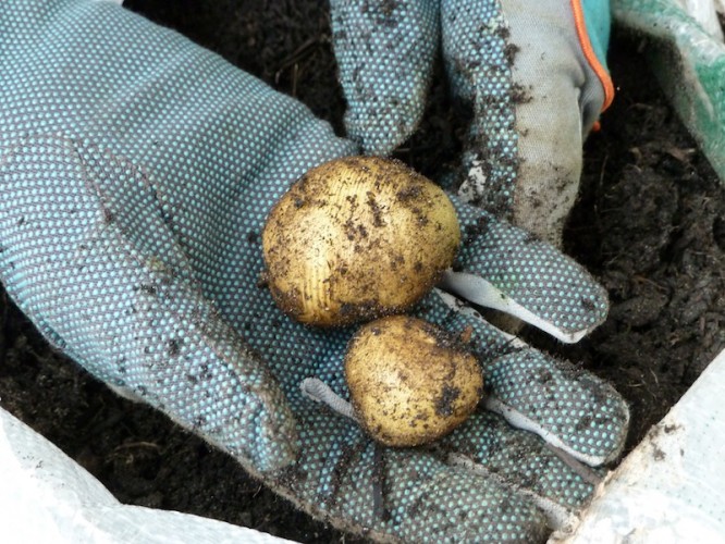 Ab Wann Kann Ich Kartoffeln Ernten Kartoffeln auf dem Balkon anbauen: Tipps zu Anbau, Pflege und Ernte