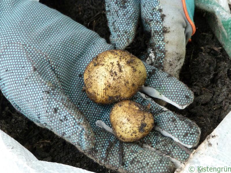 Ernte: Kartoffeln auf dem Balkon anbauen