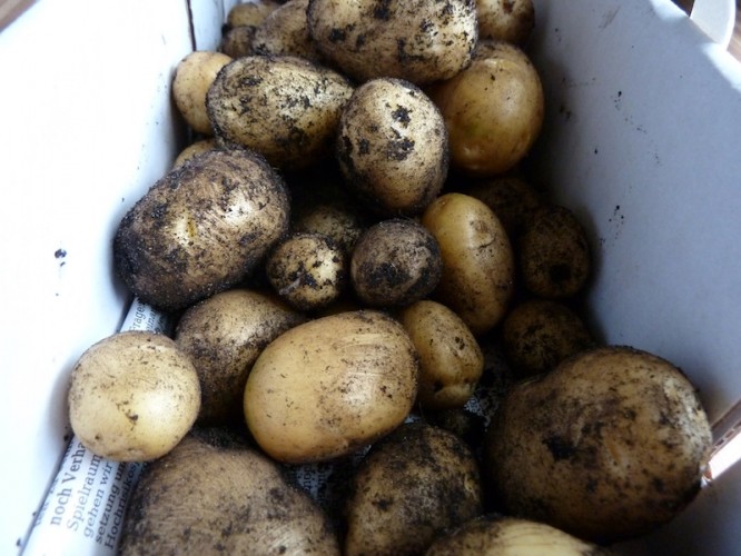 Kartoffeln auf dem Balkon anbauen Tipps zu Anbau, Pflege und Ernte