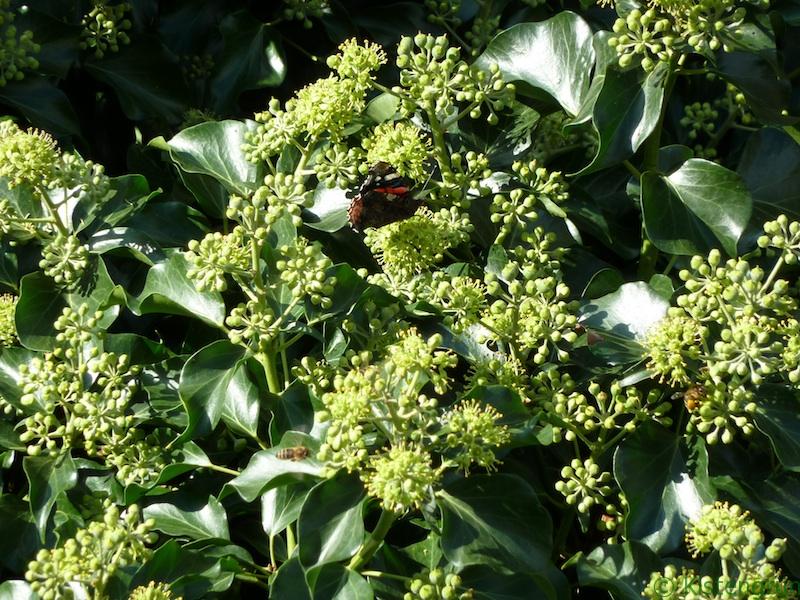 Efeu bietet Bienenund Schmetterlingen im Herbst wichtige Nahrung.