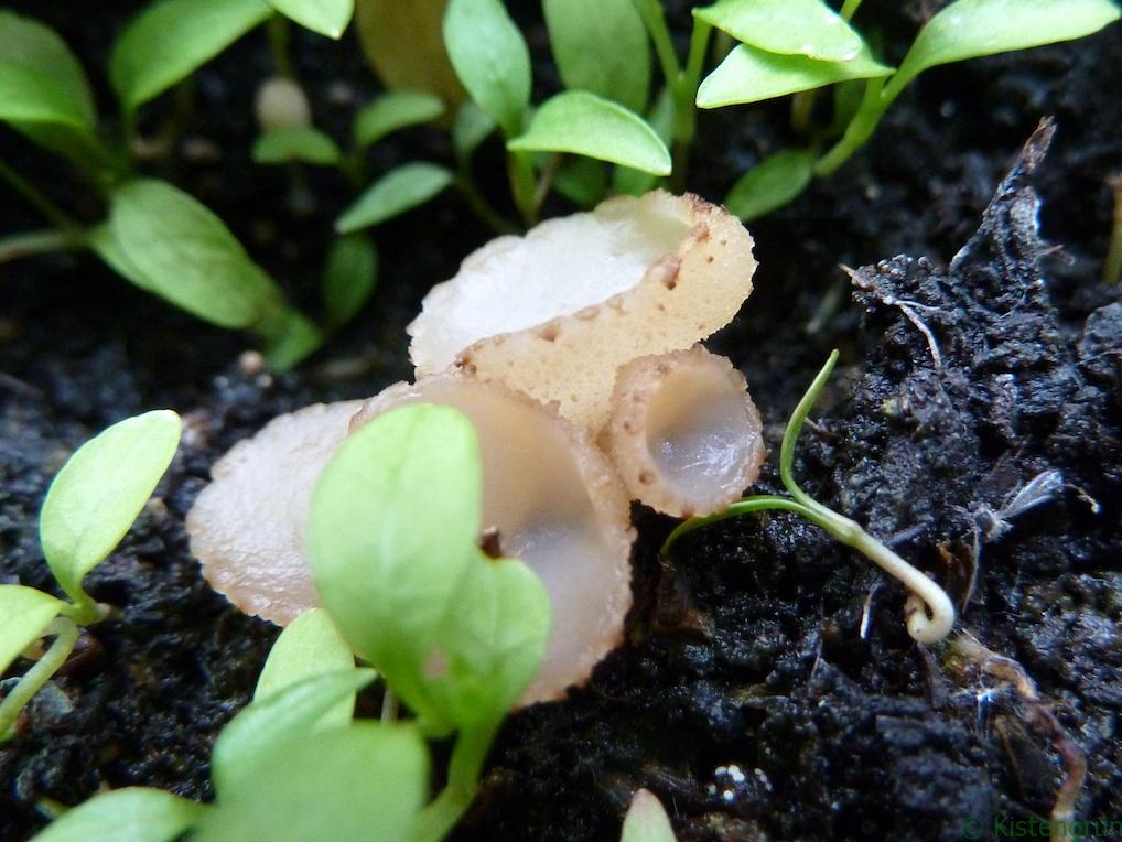 Pilze in der Blumenerde